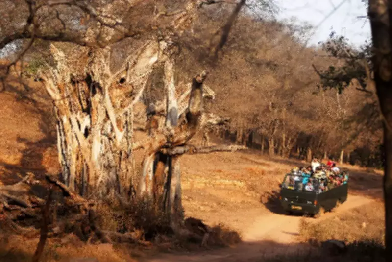 Rajasthan's Tiger Population Surges from 18 to 140 in Two Decades