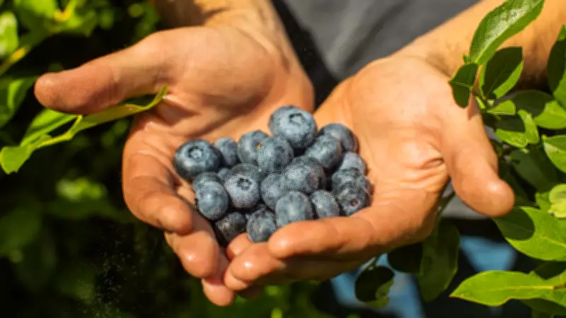 Rare Blueberry Species Rediscovered in Arunachal After 188 Years