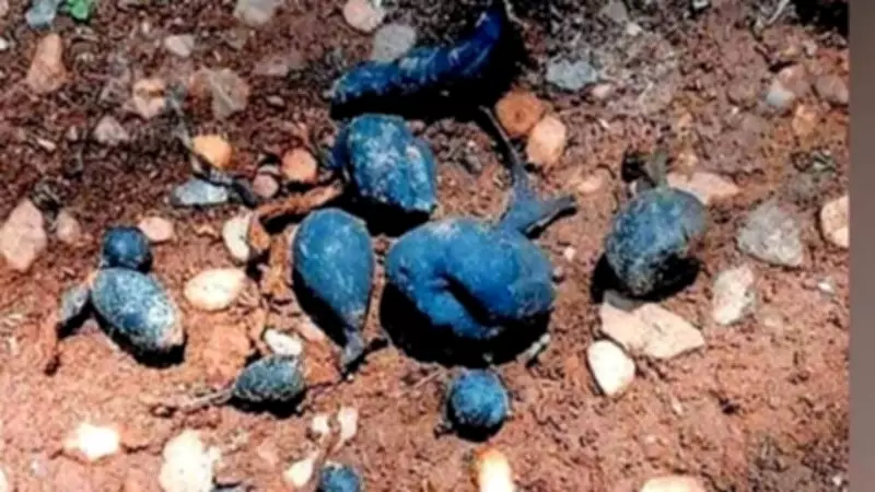 Rare 'Earth Mango' Fungus Unearthed in Kerala Sparks Scientific Interest
