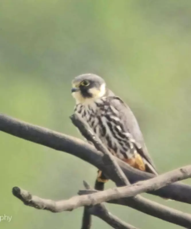 Rare Eurasian Hobby Falcon Spotted in Vadodara by Mother-Daughter Duo