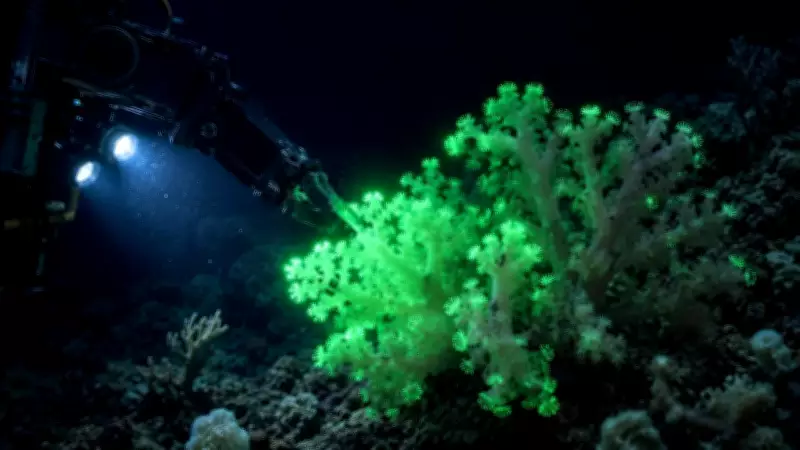 Rare Glowing Coral Species Found 385 Metres Below Pacific Ocean