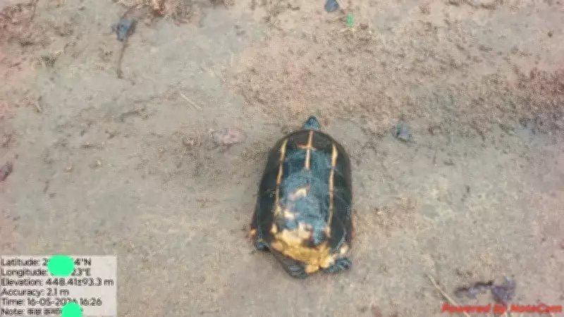 Rare Himalayan Turtle Discovered in Chhattisgarh Tiger Reserve