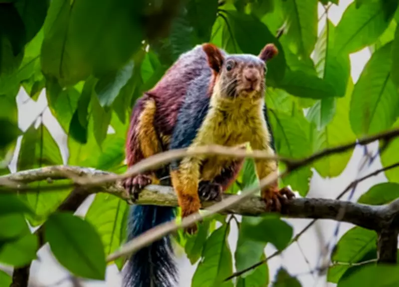 Rare Indian Giant Squirrel Spotted in Chhattisgarh's Balodabazar