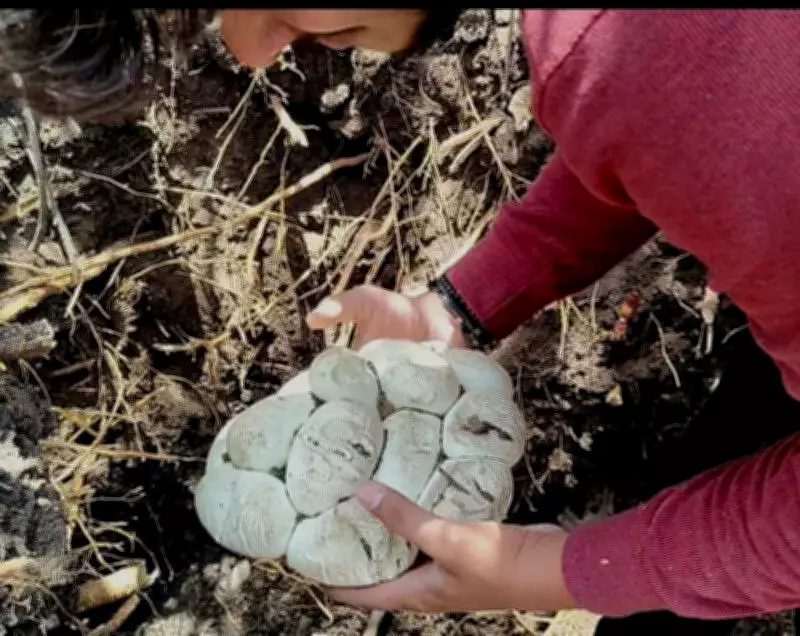 Rare Rescue: Seven-Foot Python and 10 Eggs Safely Retrieved from Farm in Amravati