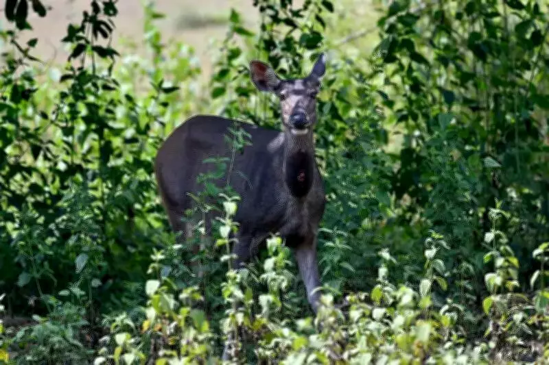 Rare Sambar Deer Rescued in Haryana's Fatehabad District
