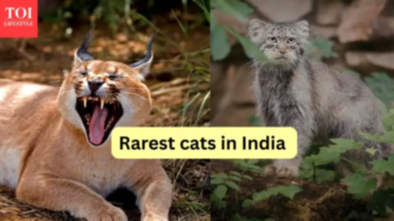 Rare Wild Cats in India Beyond Tigers and Leopards