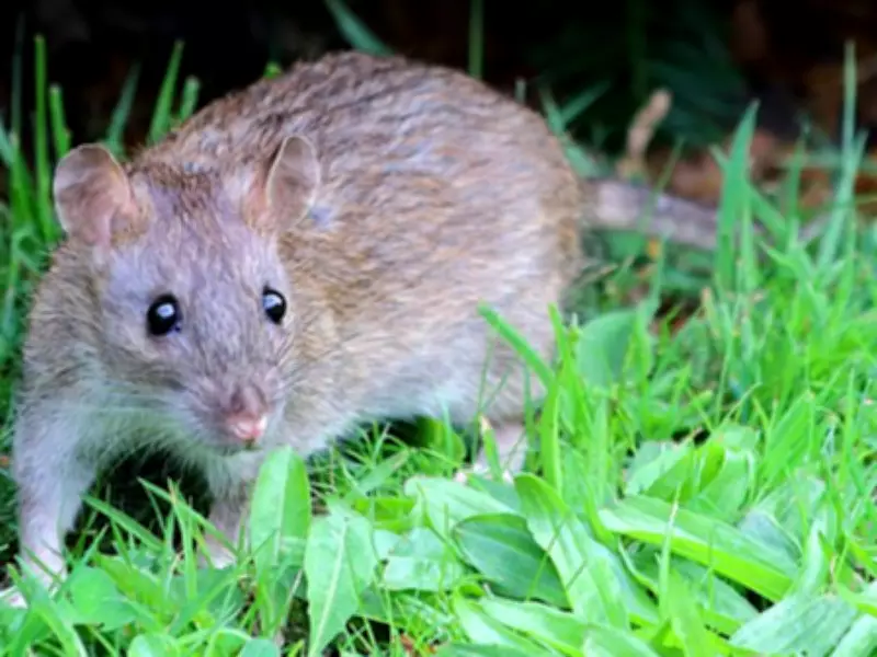 Rat Disappearance in Madagascar Forests Signals Ecosystem Health Crisis