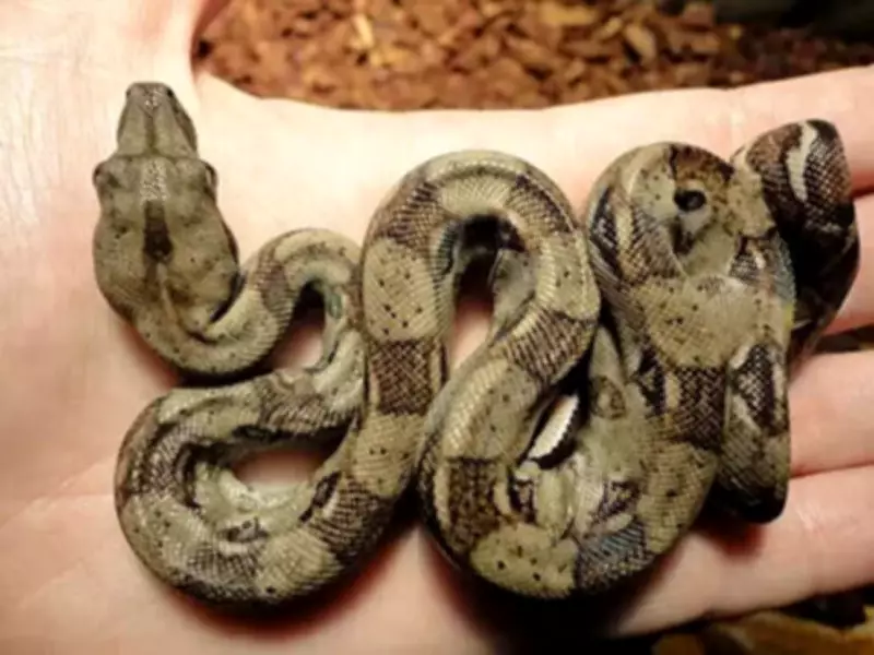 Rectilinear Locomotion: How Snakes Move in a Straight Line