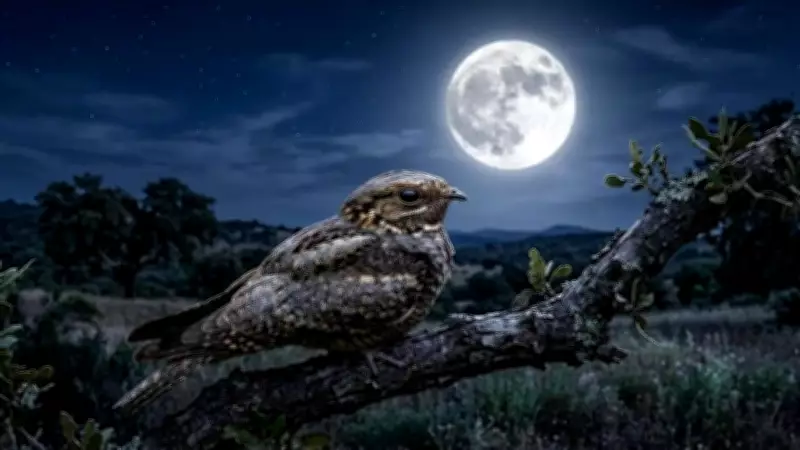 Red-Necked Nightjar Syncs Life with Lunar Cycle for Survival