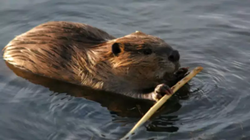 Reform UK-Led Council Backs Beaver Release for Flood Control in Leicestershire