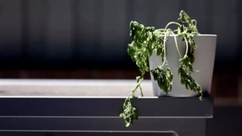 Remove These 5 Unlucky Plants from Home for Good Luck and Positive Energy