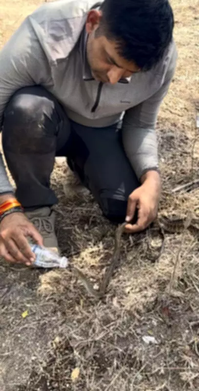 Rescuers Save Dehydrated Snake in Pune's Urban Forest, Video Goes Viral