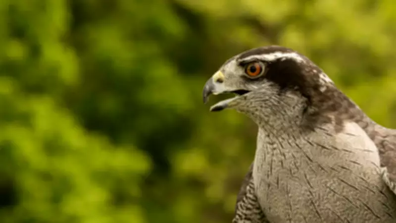 Researchers Use Microphones to Decode Complex Bird Communication and Behavior