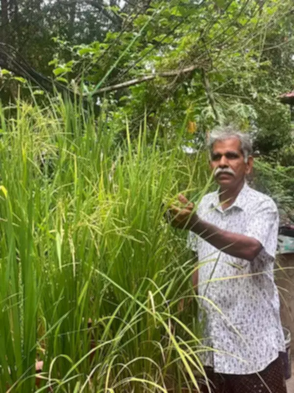 Retired Police Officer Grows Basmati Rice in Terrace Garden
