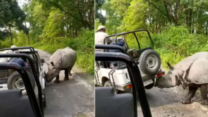 Rhino Attacks Safari Jeep in Assam's Manas National Park, Viral Video Stuns Netizens