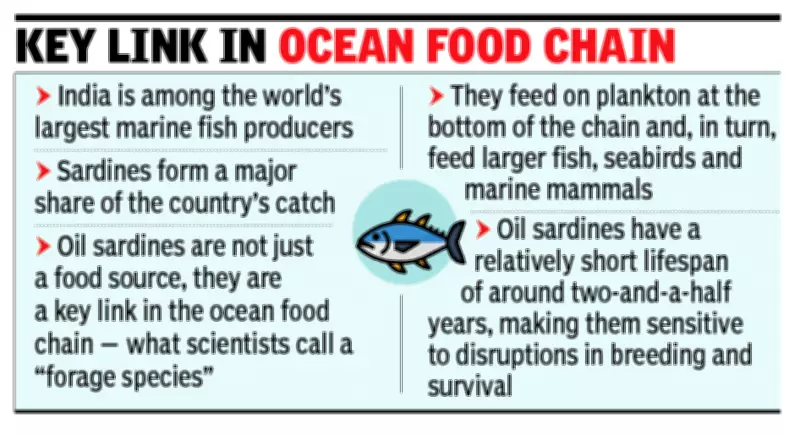 Rising fishing pressure and climate change threaten sardine stocks off India's southwest coast