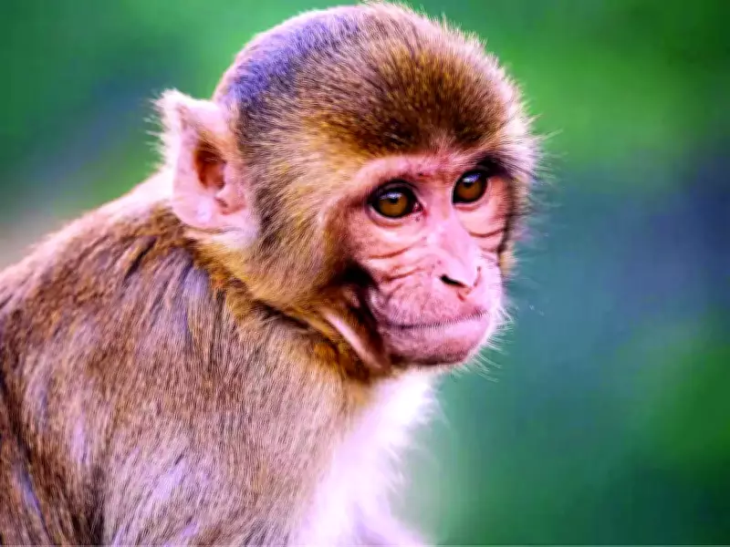 Rising Monkey Menace in Telangana Sparks Call for Scientific Solution