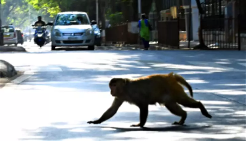 Rogue Monkey That Injured Over 70 in Kolhapur Village Driven Back to Forest Troop