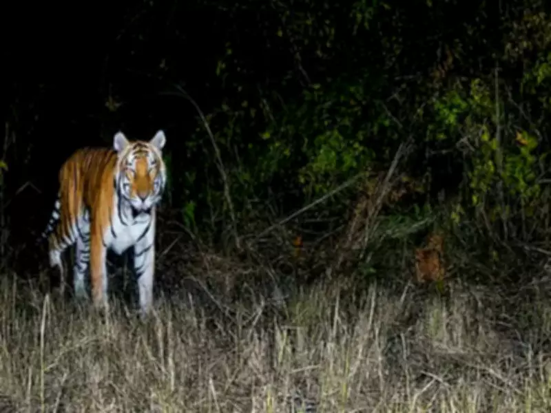 Royal Bengal Tiger Spotted in Arunachal Sanctuary After 20 Years