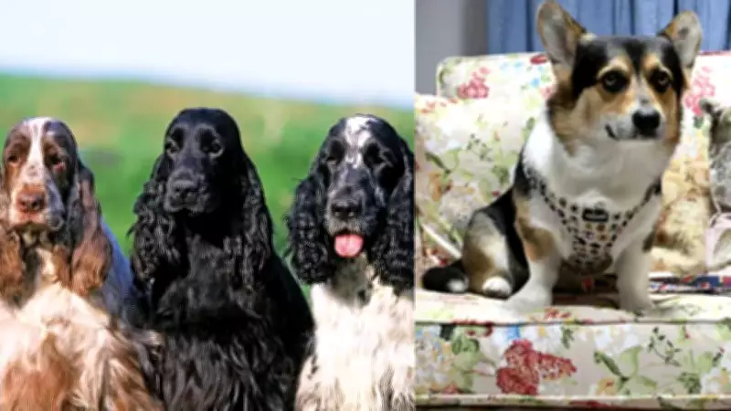 Royal Dog Breeds: From Queen's Corgis to Modern Spaniels