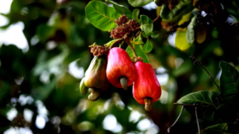 Rs 1 Crore for Cashew Sapling Development in Nurseries: Khandre