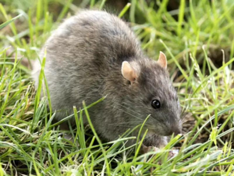 Safe Cabin Cleaning: How to Prevent Hantavirus Infection This Spring