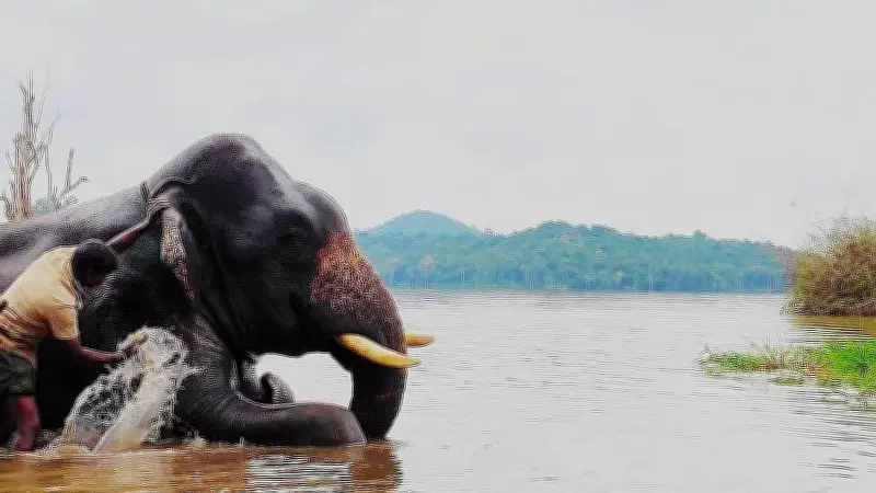 Sakrebailu Elephant Camp Closed for Tourists