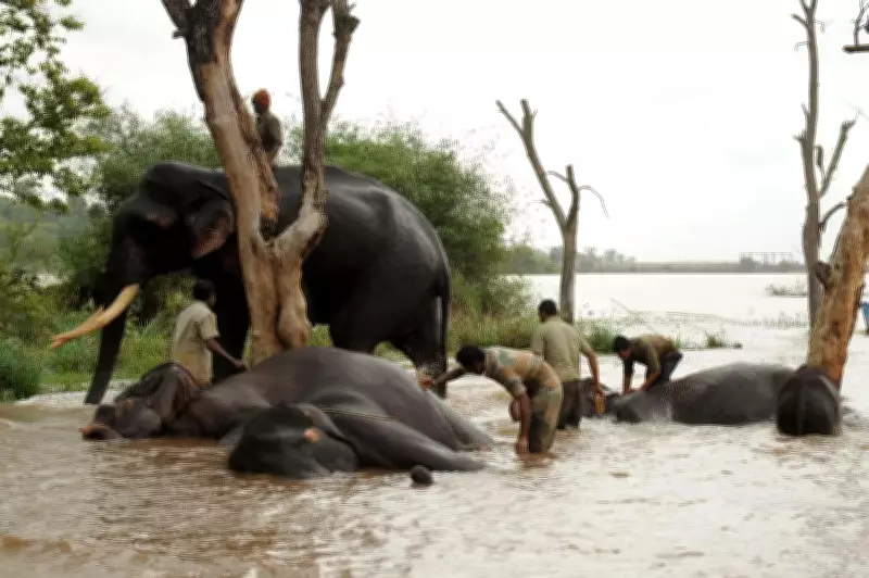 Sakrebailu Elephant Camp Overhaul After Minister's Safety Directive