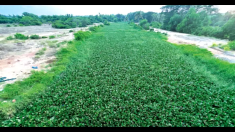 Sal river residents demand urgent de-weeding before monsoon