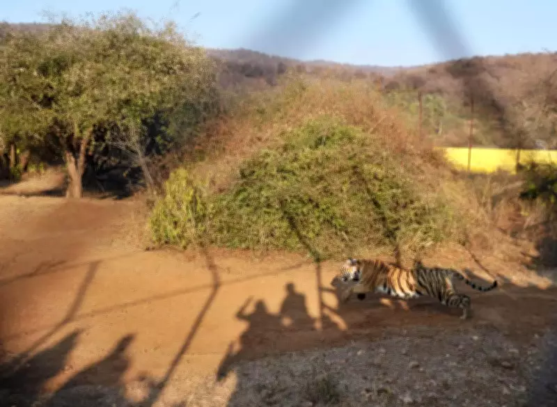 Sariska Tiger Reserve pushes voluntary village relocation for tiger habitat