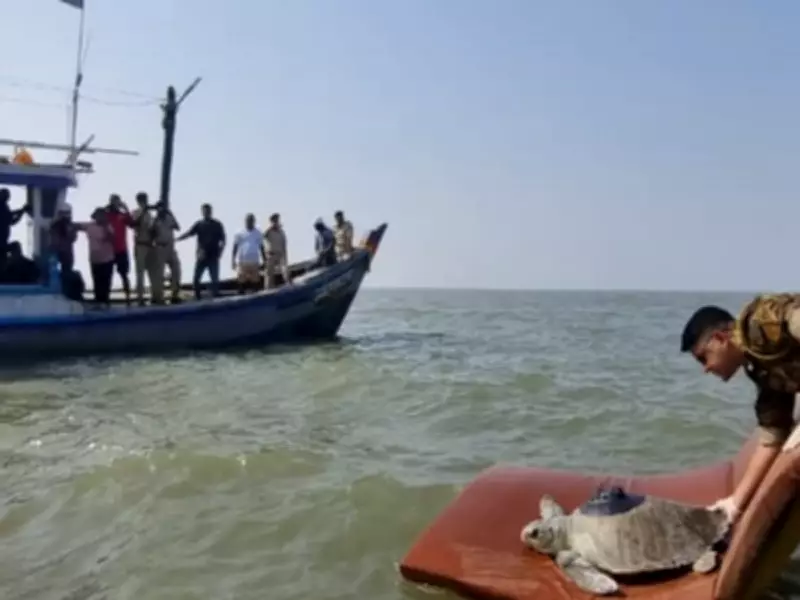 Satellite-Tagged Turtle Returns to Indian Waters After 3,500 km Arabian Sea Journey