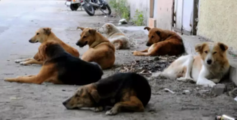 SC Stray Dog Euthanasia Remarks Won't Change ABC Programme Focus
