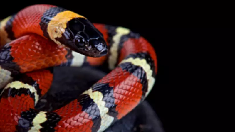 Scarlet Kingsnake: Harmless Imposter or Deadly Lookalike?