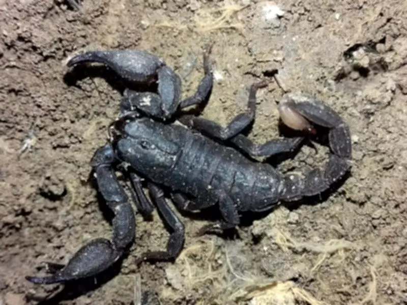 Scorpions Use Hidden Metals to Strengthen Claws and Stingers