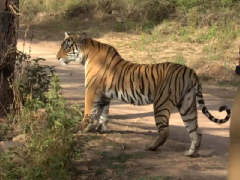 Search Intensifies for Two Missing Tigresses in Ranthambore Reserve