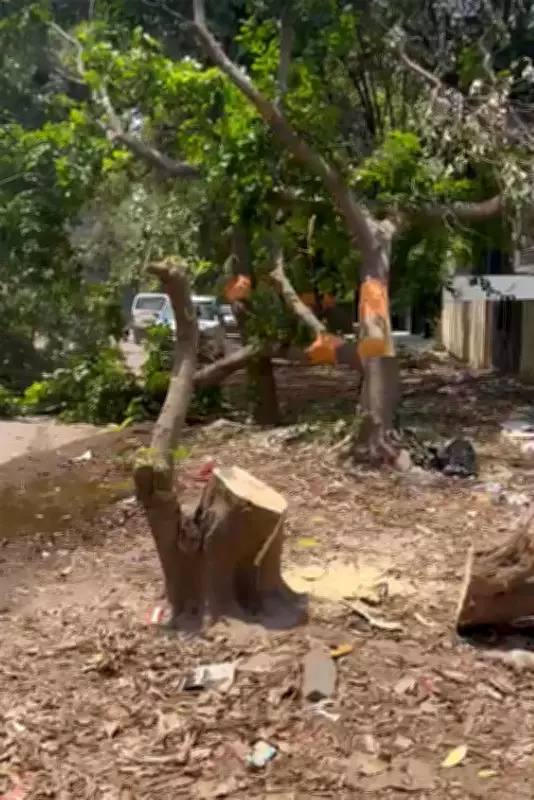 Second Forest Offence Report Filed in Gurgaon After Fresh Tree Cutting