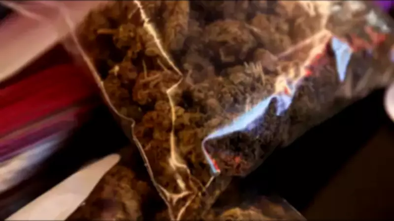 Senegal Army Destroys Cannabis Fields Funding Casamance Rebellion