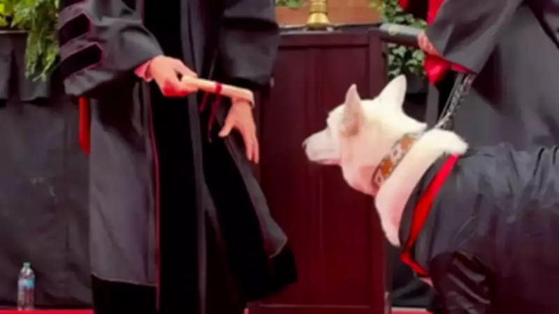 Service Dog Gets Honorary Diploma at Texas Tech Graduation Ceremony