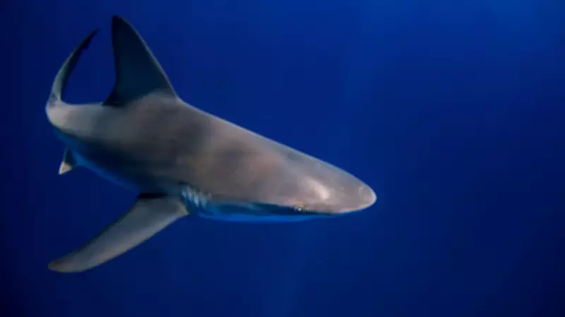 Shark Attack Claims Life on Australia's Great Barrier Reef