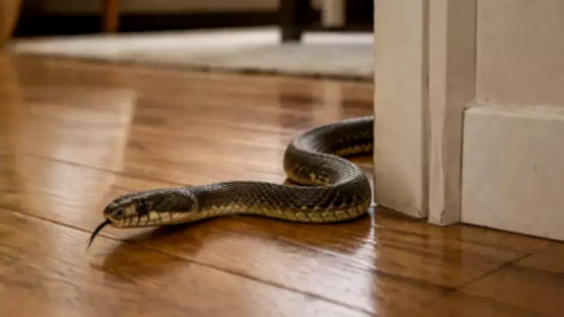 Signs of Snakes in Your Home: Shed Skin, Odor, and Droppings