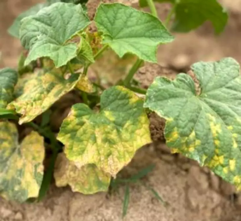 Silent Blight Creeps into Punjab's Cucurbit Fields, Threatens Yield