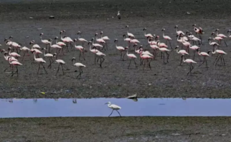 Silent March in Navi Mumbai on World Migratory Bird Day to Protect Flamingo Wetlands