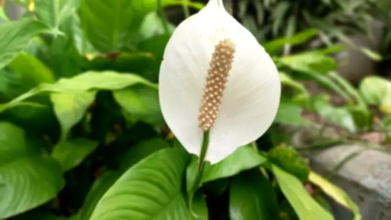 Simple Step-by-Step Guide to Grow Peace Lily in Balcony Garden for Beginners