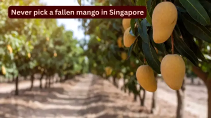 Singapore Mango Laws: Hefty Fines for Picking Fallen Fruit