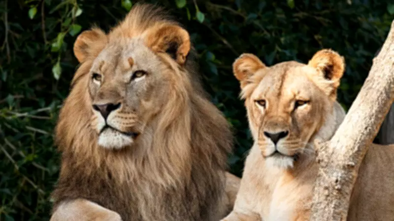 Six Lions Die from Babesia Infection in Gir Forest, 17 Under Observation