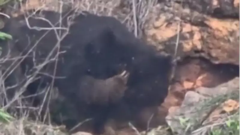 Sloth Bear Visits Marudhamalai Temple, Feasts on Honey Before Retreating to Forest