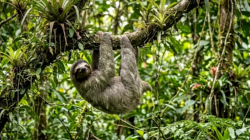 Sloths' Risky Ground Pooping: Why They Descend Despite Danger