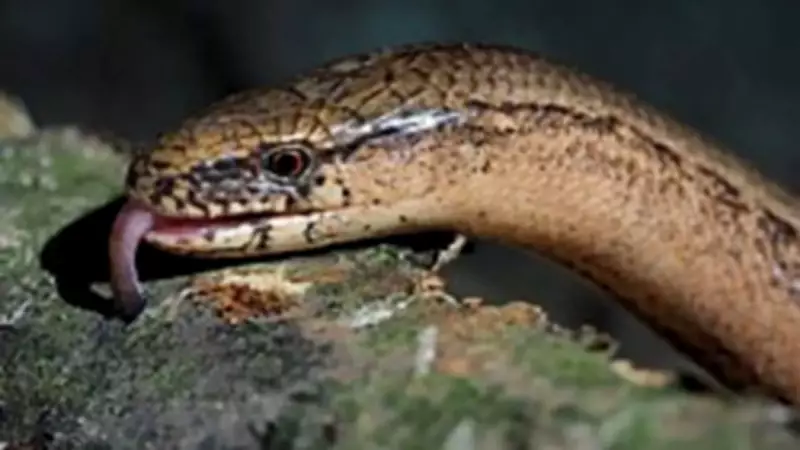 Slow Worms: Legless Lizards Often Mistaken for Snakes in British Gardens