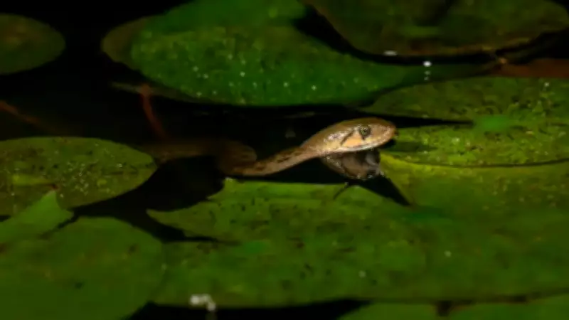 Snake-Free Havens: Countries Where You Will Never Find a Snake