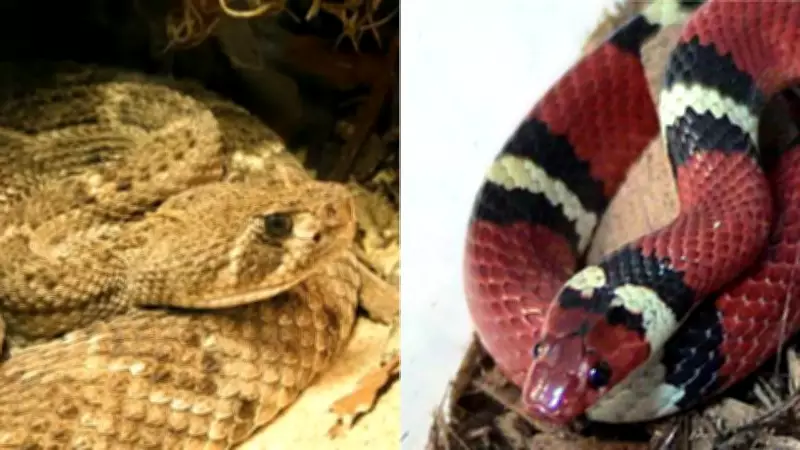 Snakes of Texas: Common Species, Identification, and Safety Tips